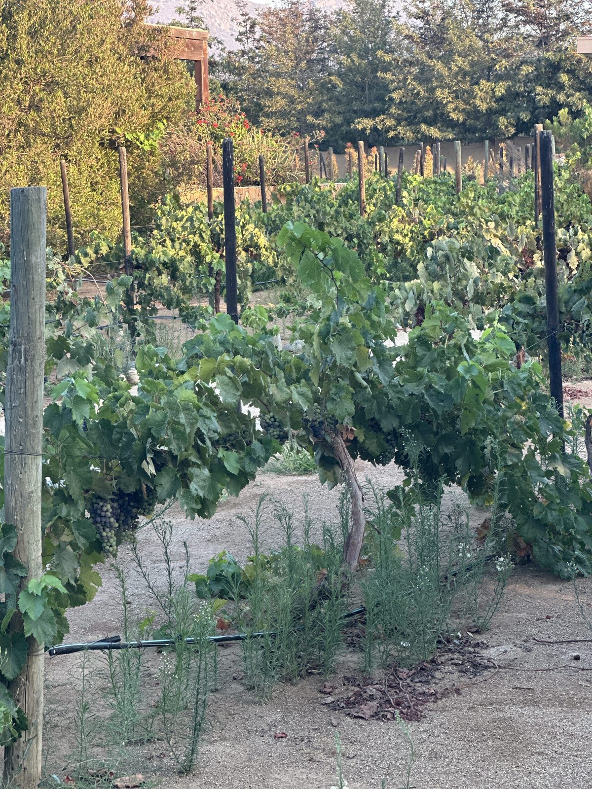 A vineyard set among the rooms of a boutique hotel in Valle de Guadalupe